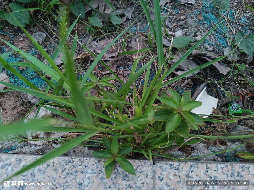 石縫中綻放的白色小花