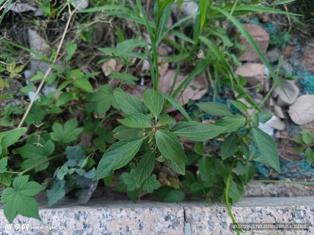 墻邊生長(zhǎng)的綠色植物