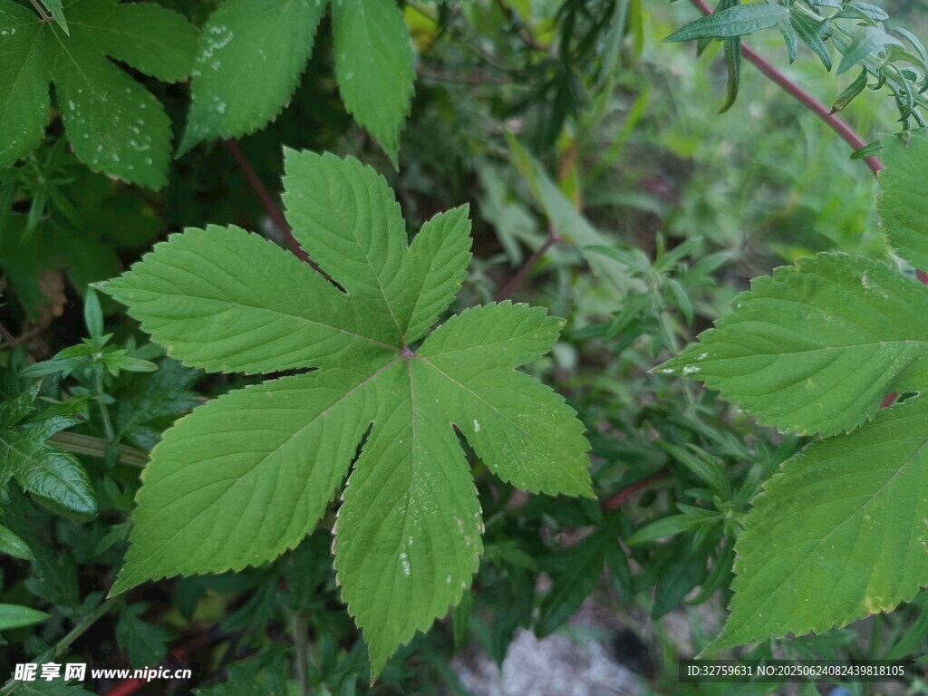 翠綠掌狀葉片植物特寫