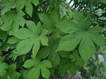 翠綠掌狀葉片植物特寫