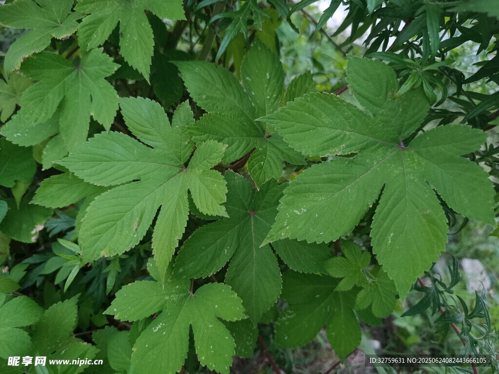 翠綠掌狀葉片植物特寫