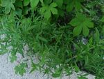 路邊生長的綠色植物