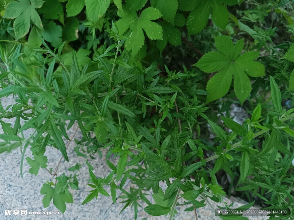 路邊生長的綠色植物