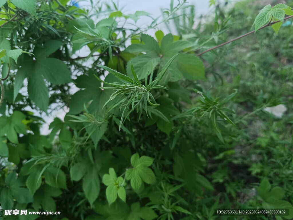 野外繁茂綠植景象