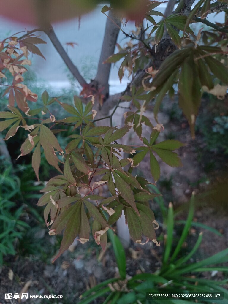 枝葉繁茂的綠植景觀