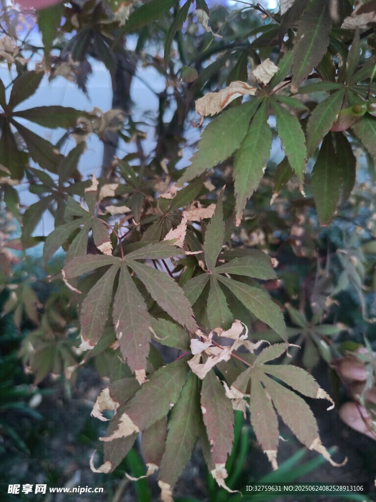 枝葉繁茂的植物特寫