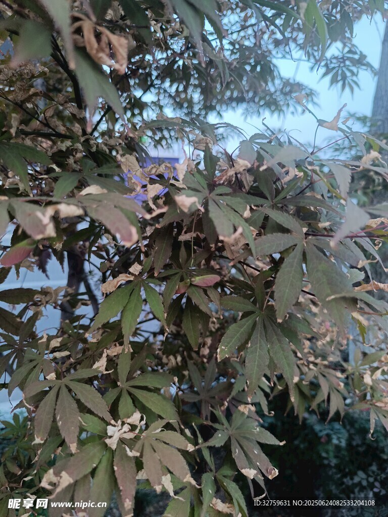 枝葉繁茂的植物景觀