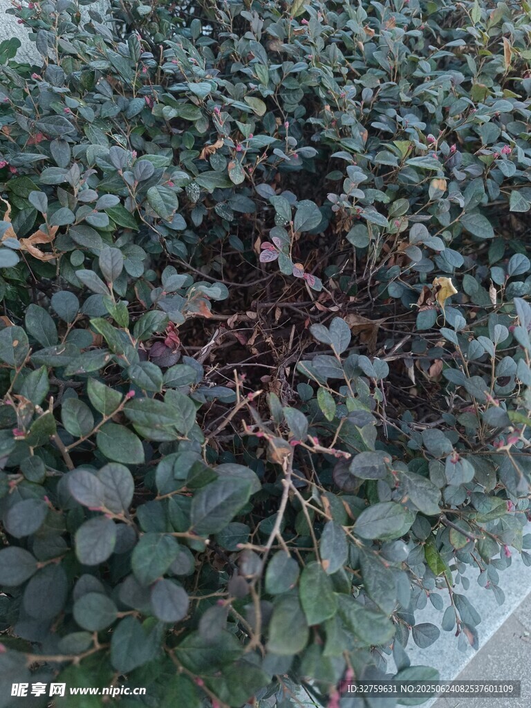 綠葉繁茂的植物景觀