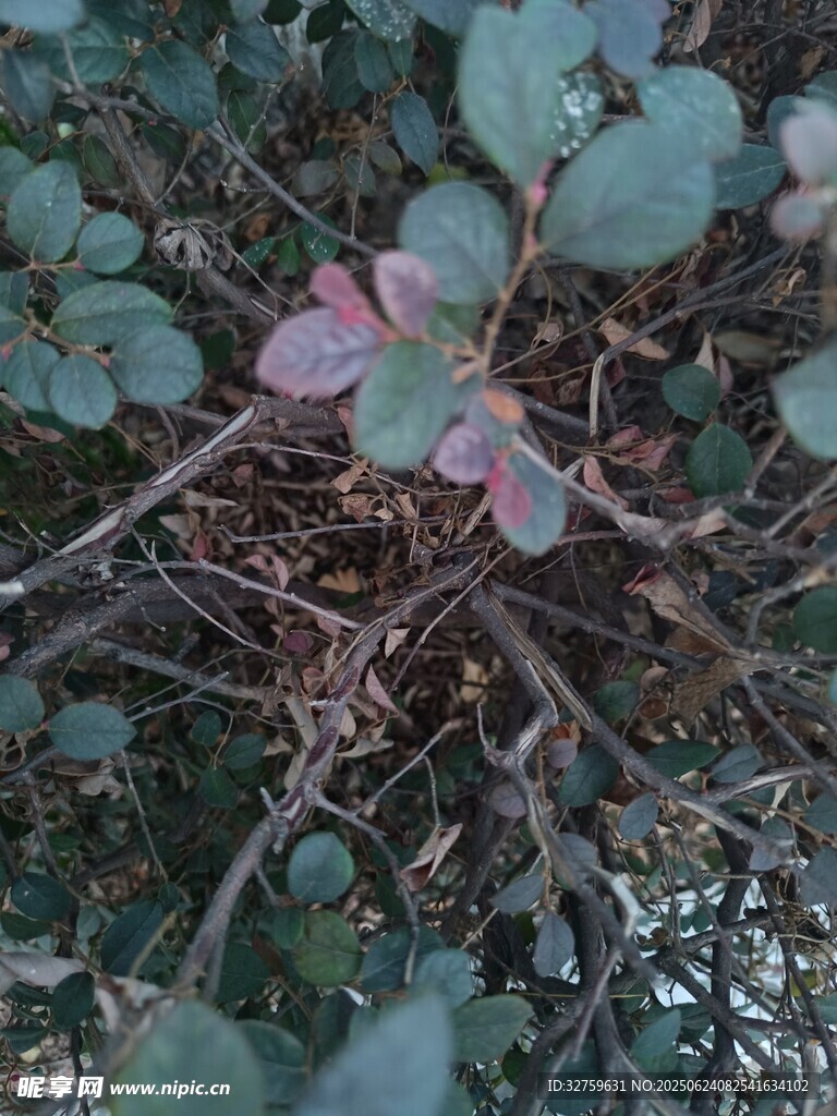 綠葉間的粉色花朵
