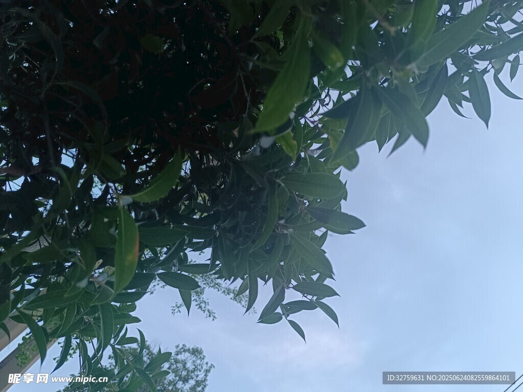 仰視繁茂枝葉
