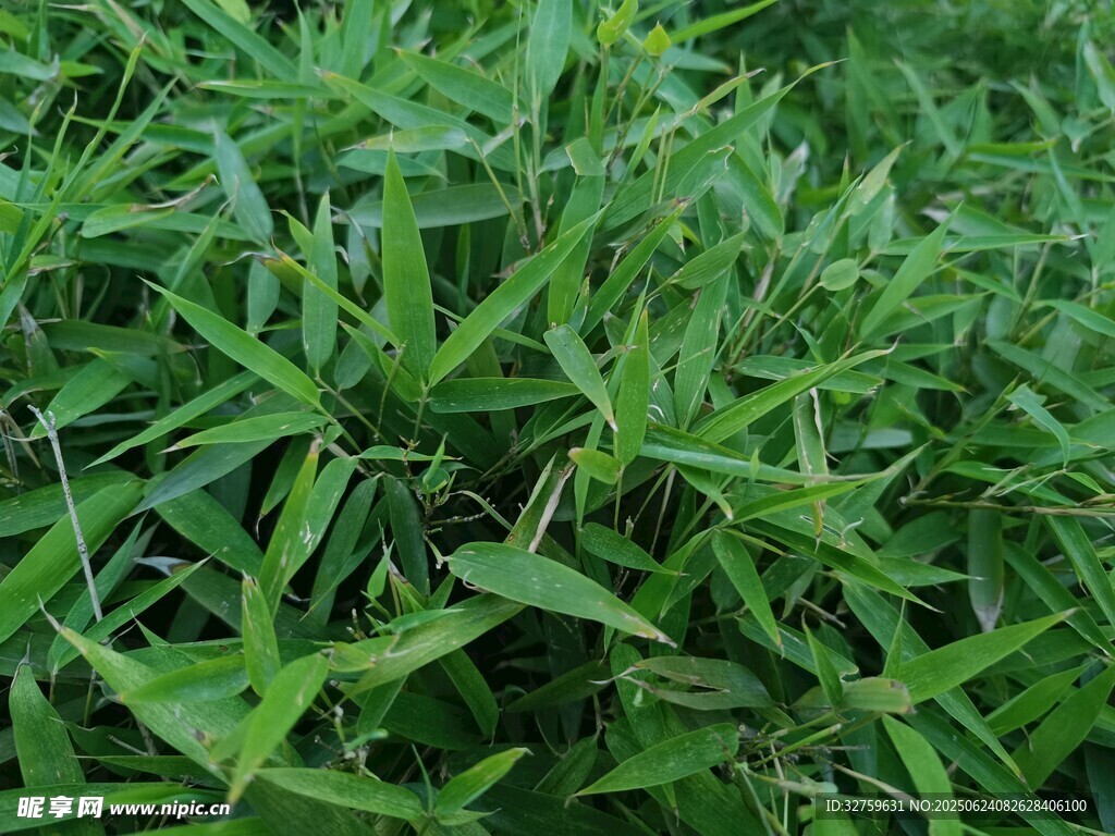 翠綠叢生的鮮嫩野草