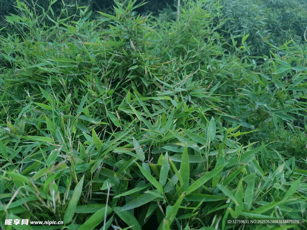 茂密翠綠的植物景觀