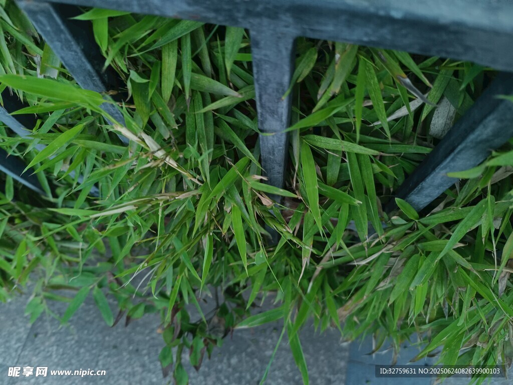 縫隙中生長的翠綠植物