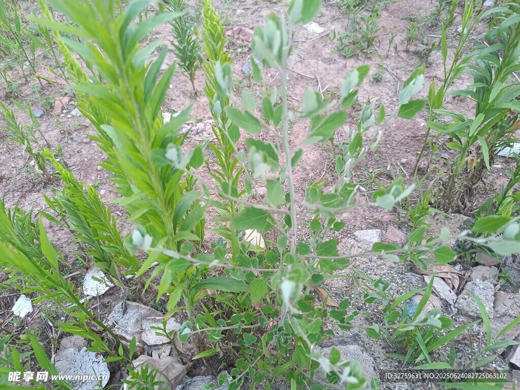 野外生長的綠色植物