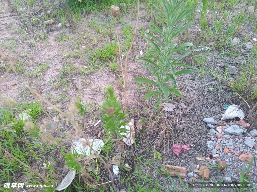 野外草地中的零星垃圾