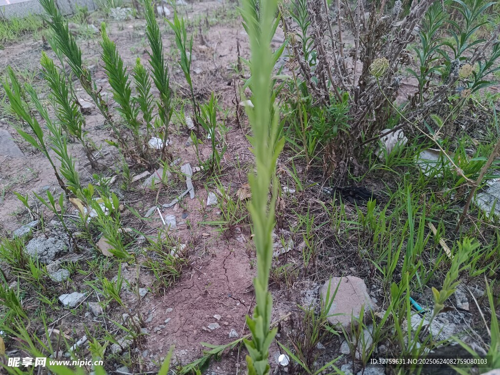 野外生長的綠色植物
