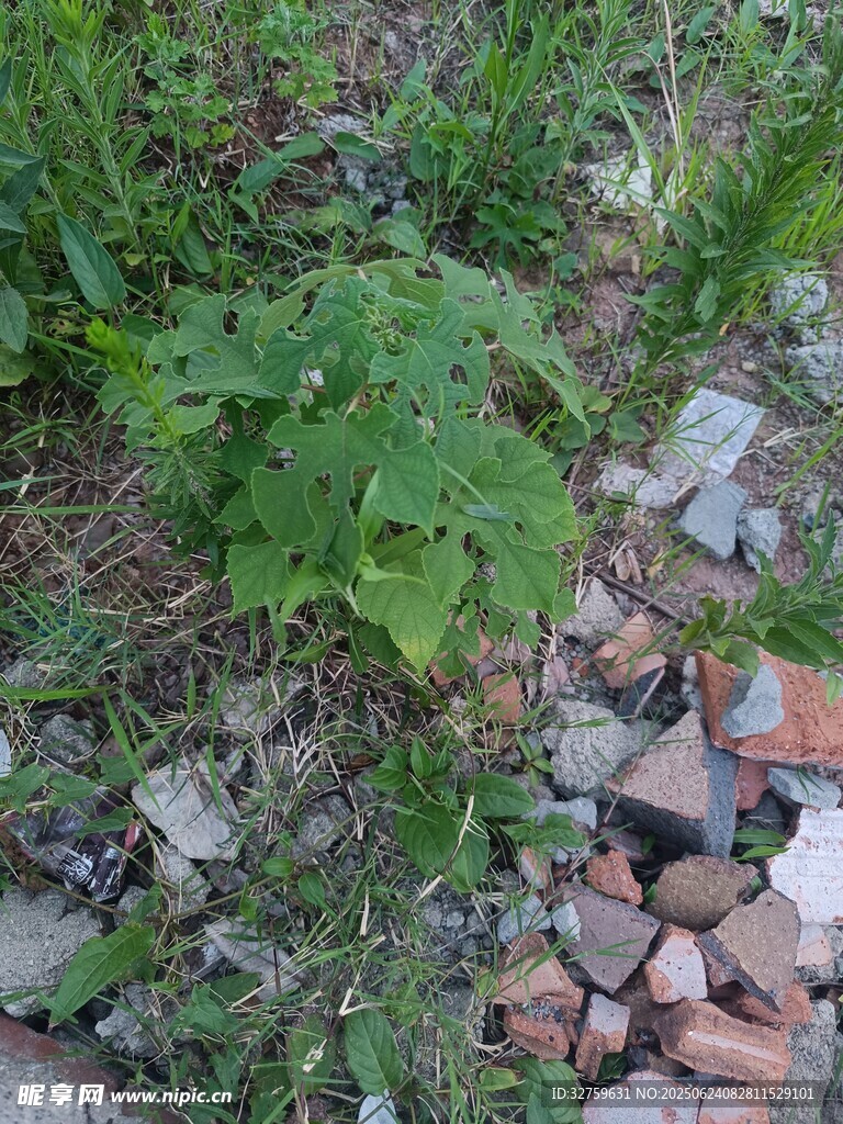 雜草間的碎石景象