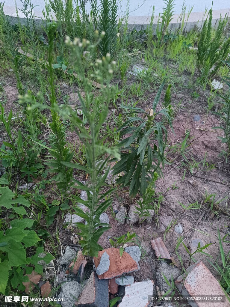 雜草叢生的碎石地面景觀