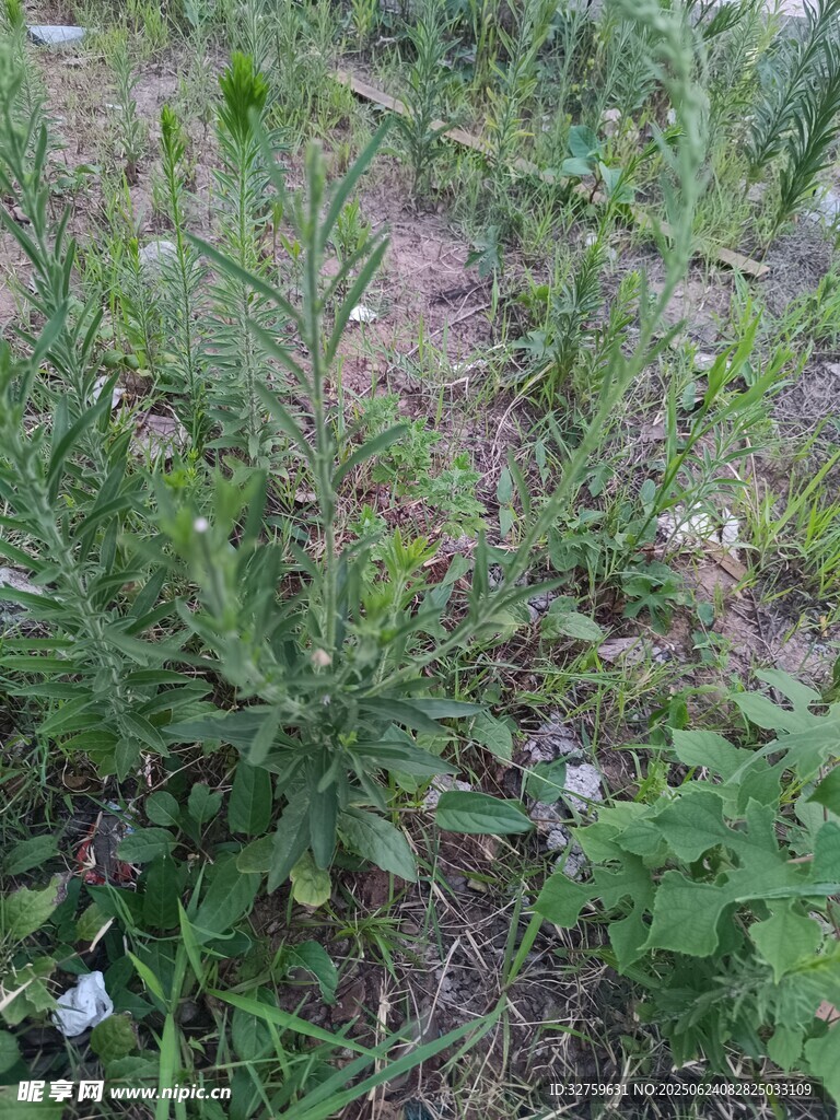 野外叢生的綠色植物