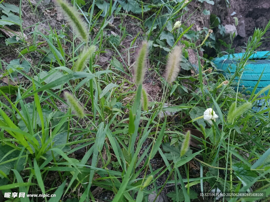 野外繁茂的綠色植物景觀