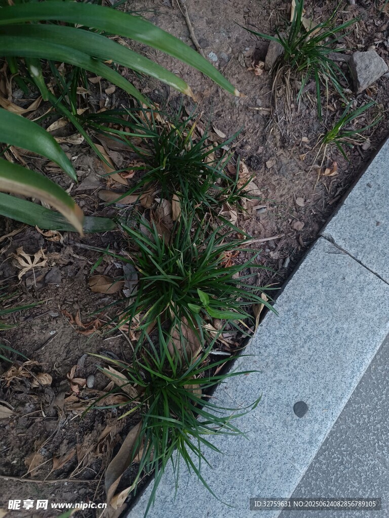 路邊生長(zhǎng)的嫩綠小草