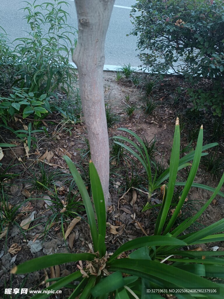 樹下綠植景觀