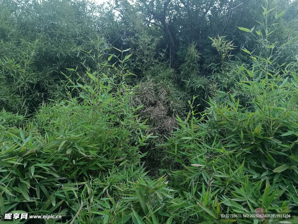 茂密綠植景觀