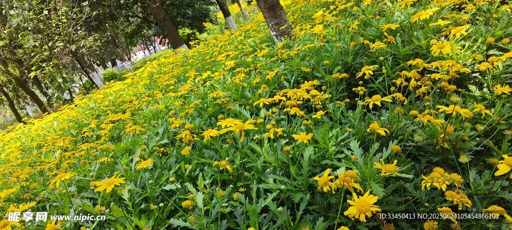 金黃燦爛的花卉景觀