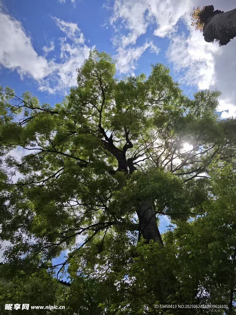 仰望藍(lán)天綠樹間飛鳥
