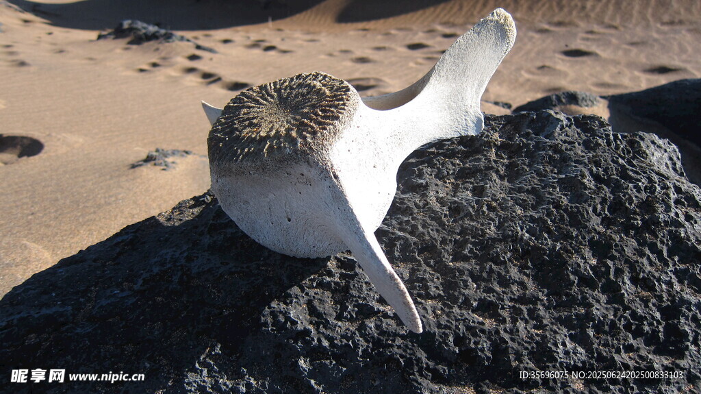 沙灘上擱淺的白色海洋生物
