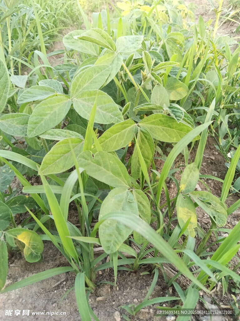 田間生長的嫩綠植物