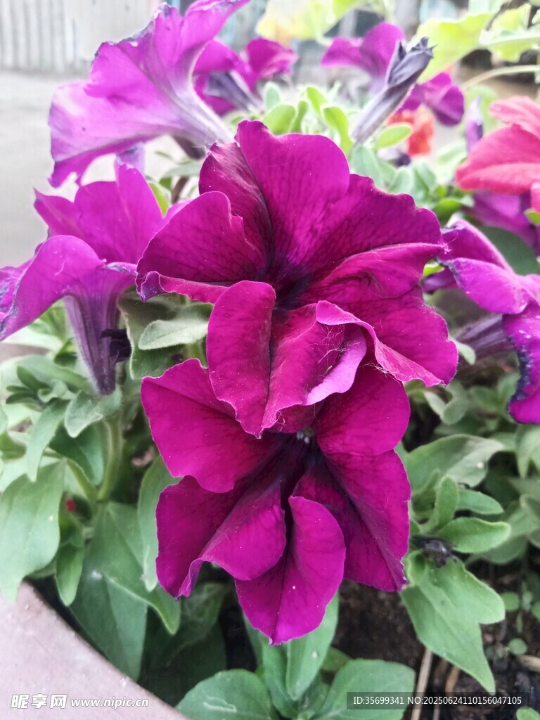 艷麗紫花綻放于盆中
