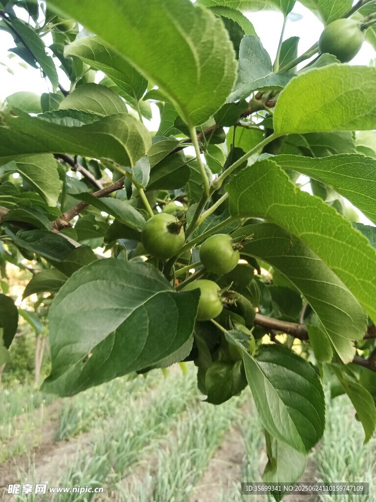 枝頭青果