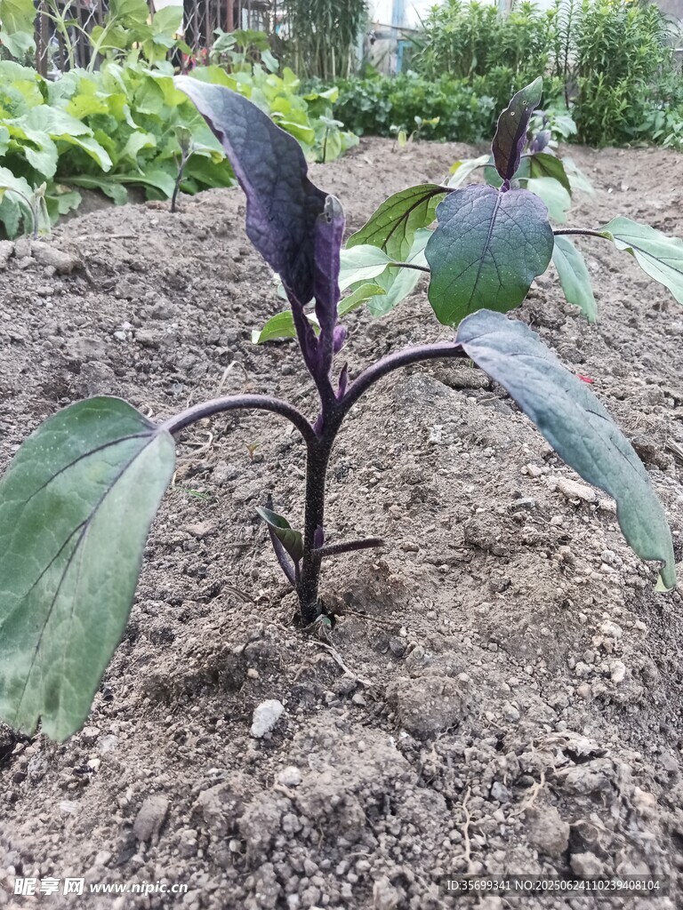 紫葉植物幼苗生長于泥土中