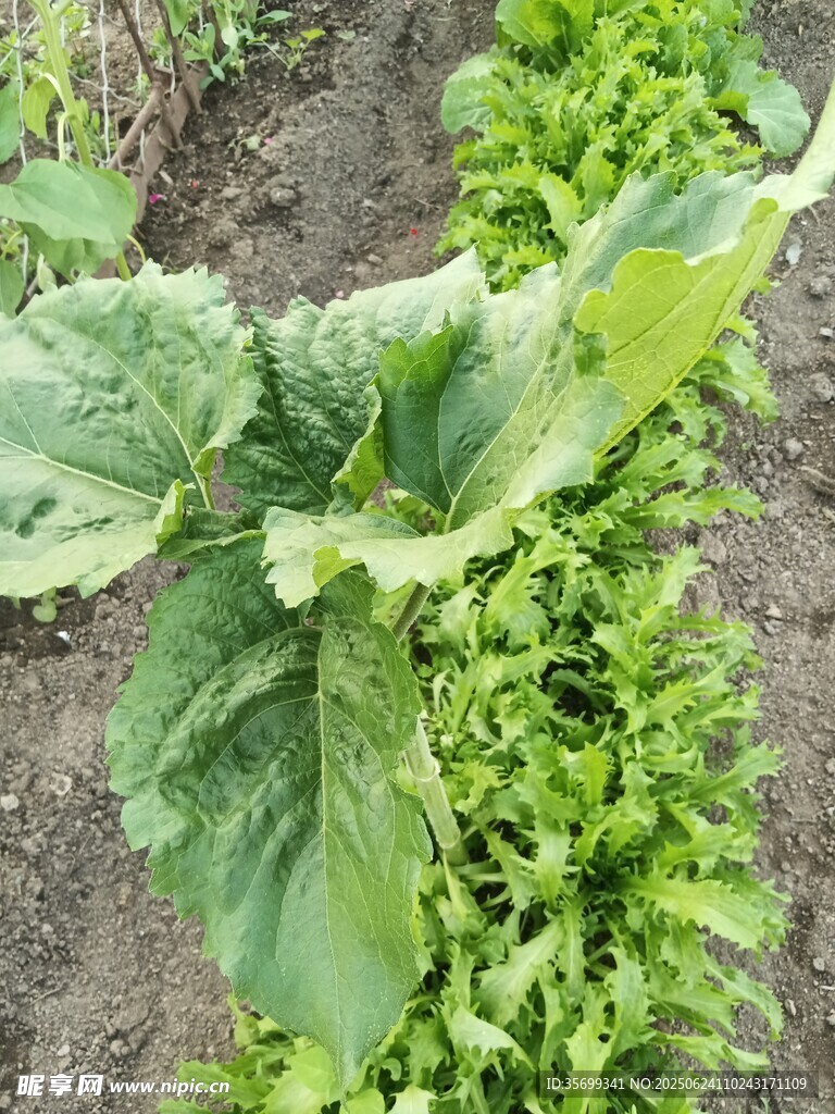 菜園中的鮮嫩綠葉蔬菜