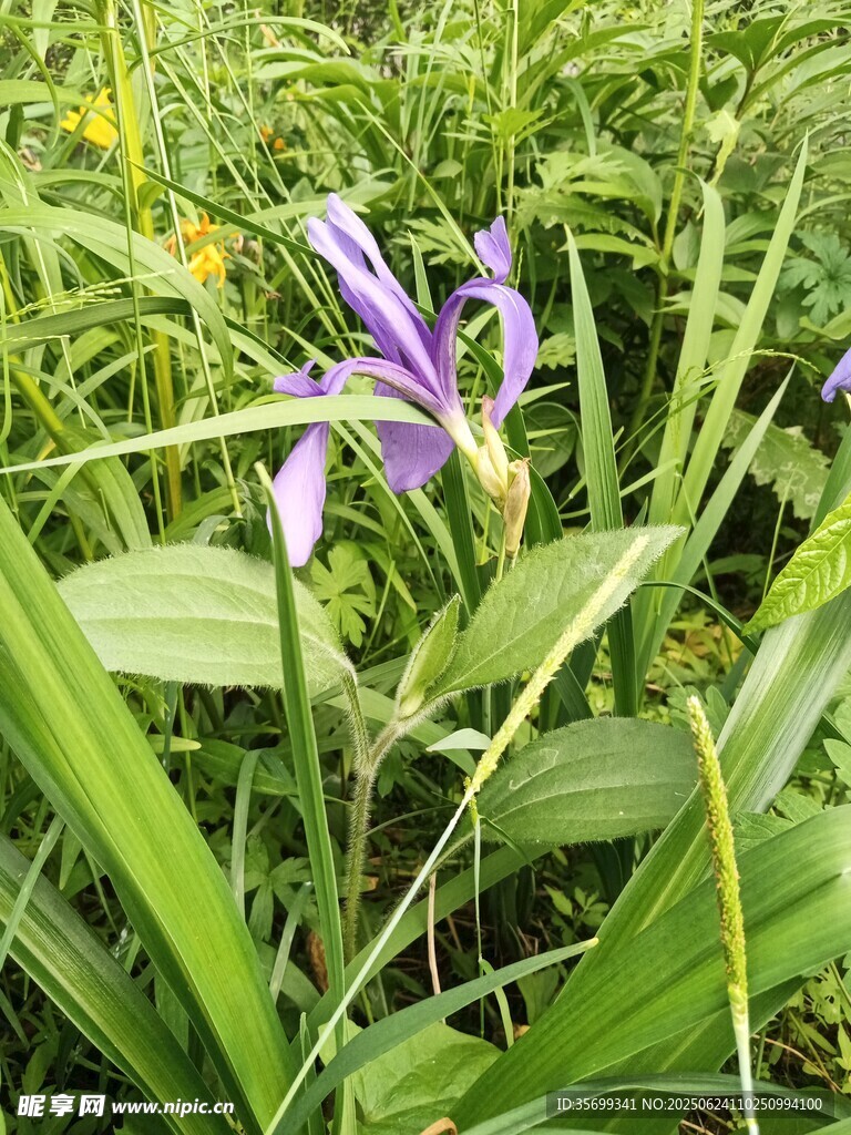 紫色鳶尾綻放于綠葉間
