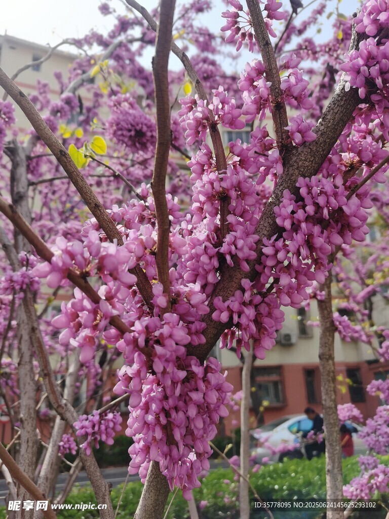 盛開的紫葉李繁花似錦