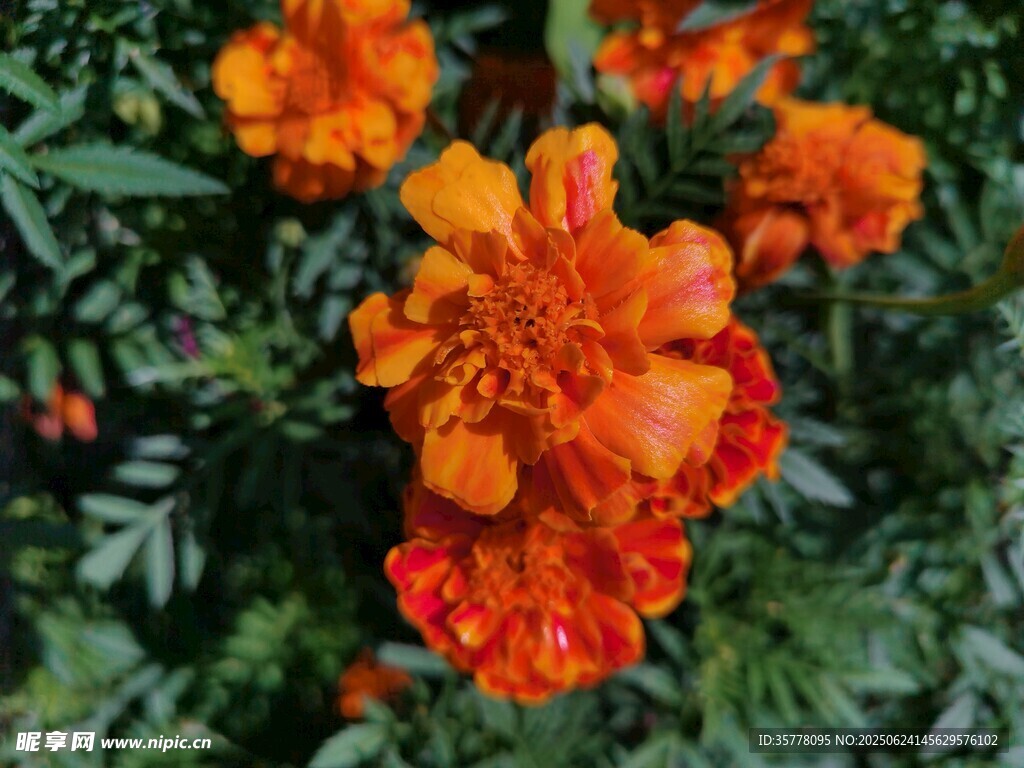 鮮艷萬壽菊綻放