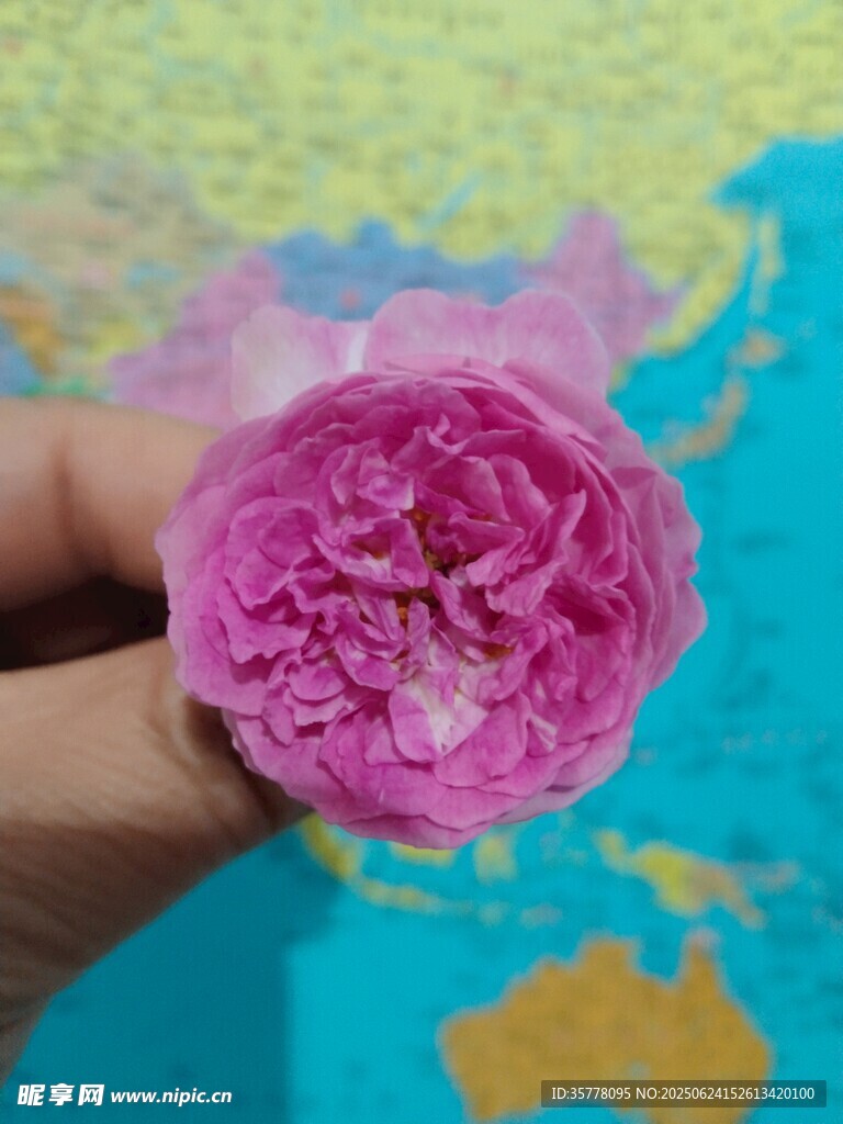 手捧嬌艷粉色花朵