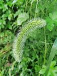 狗尾巴草特寫