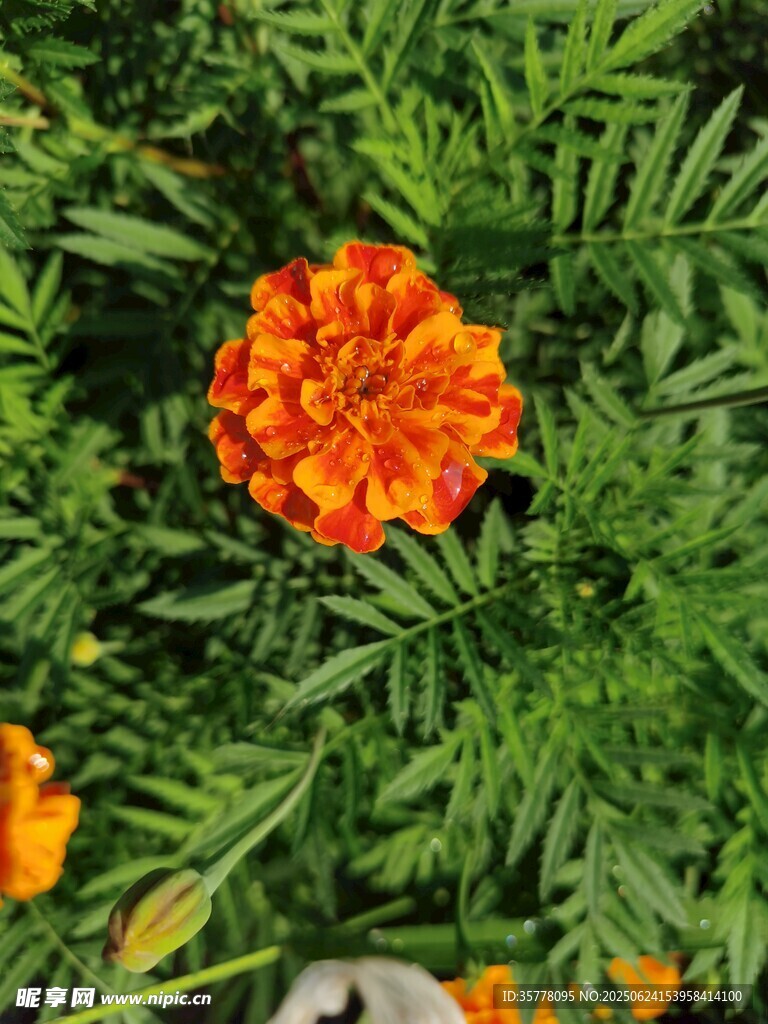 鮮艷萬壽菊綻放綠葉間