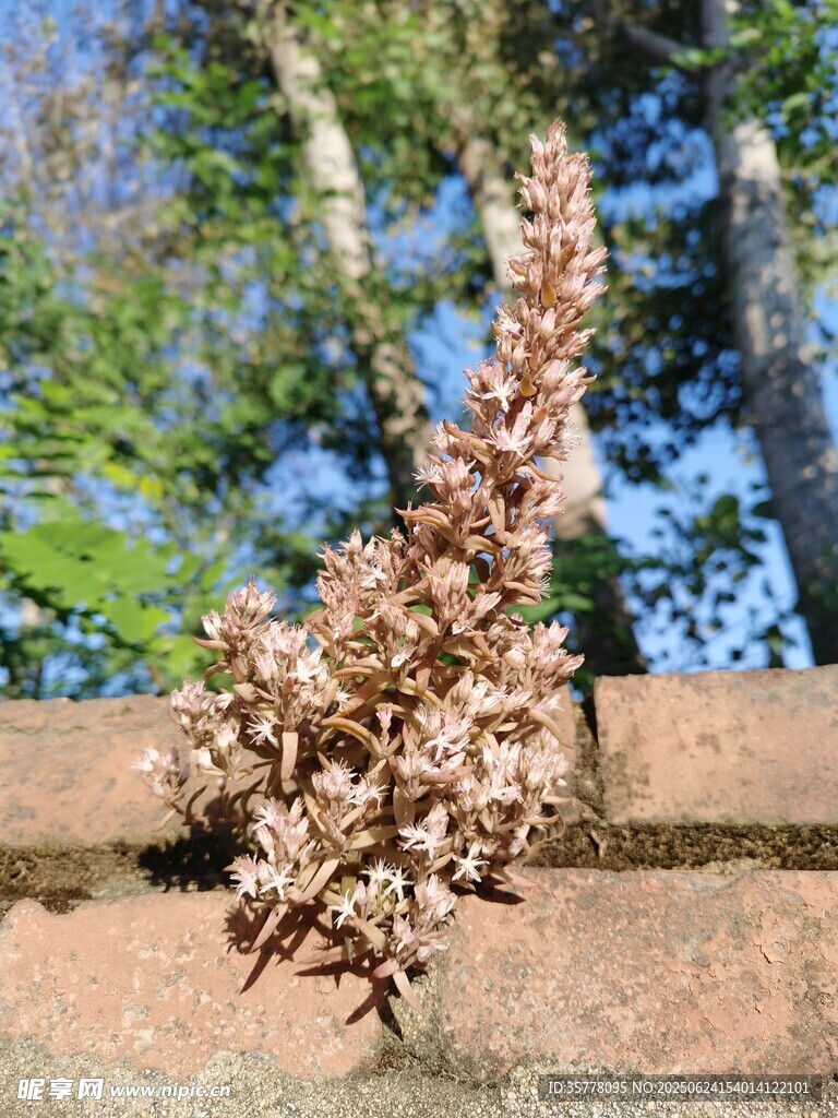 墻頭上的野花