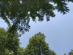 仰視綠樹藍(lán)天
