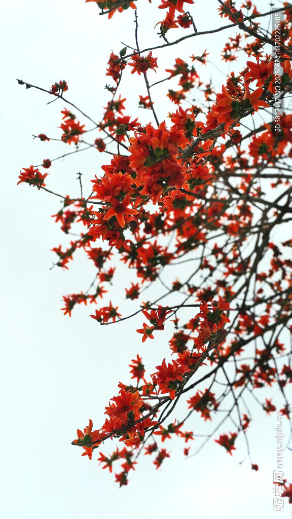 木棉花 紅花枝頭
