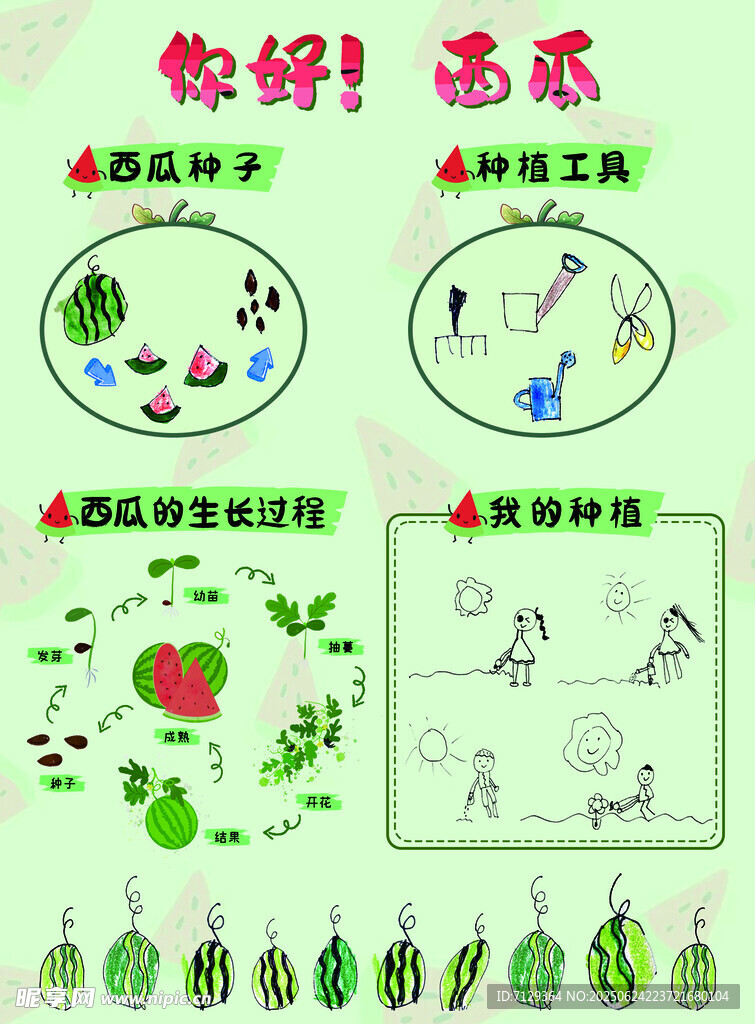 西瓜的生長過程