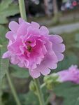 蜀葵