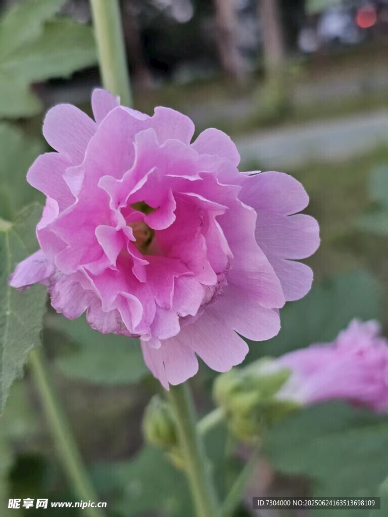 蜀葵
