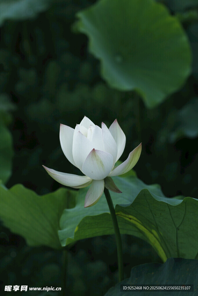 白蓮 