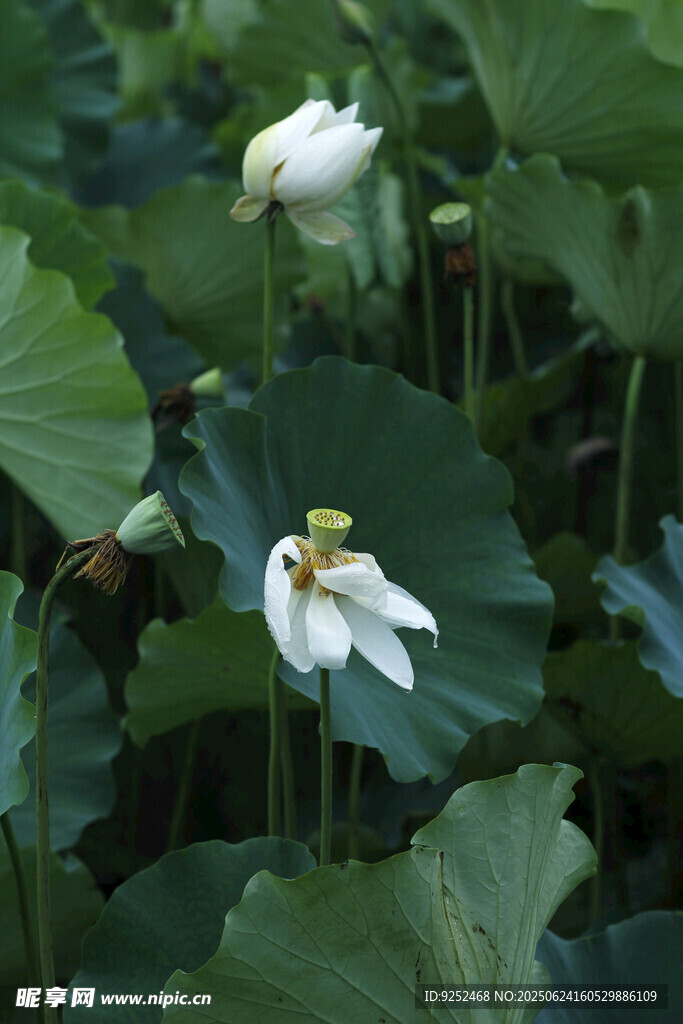  白荷