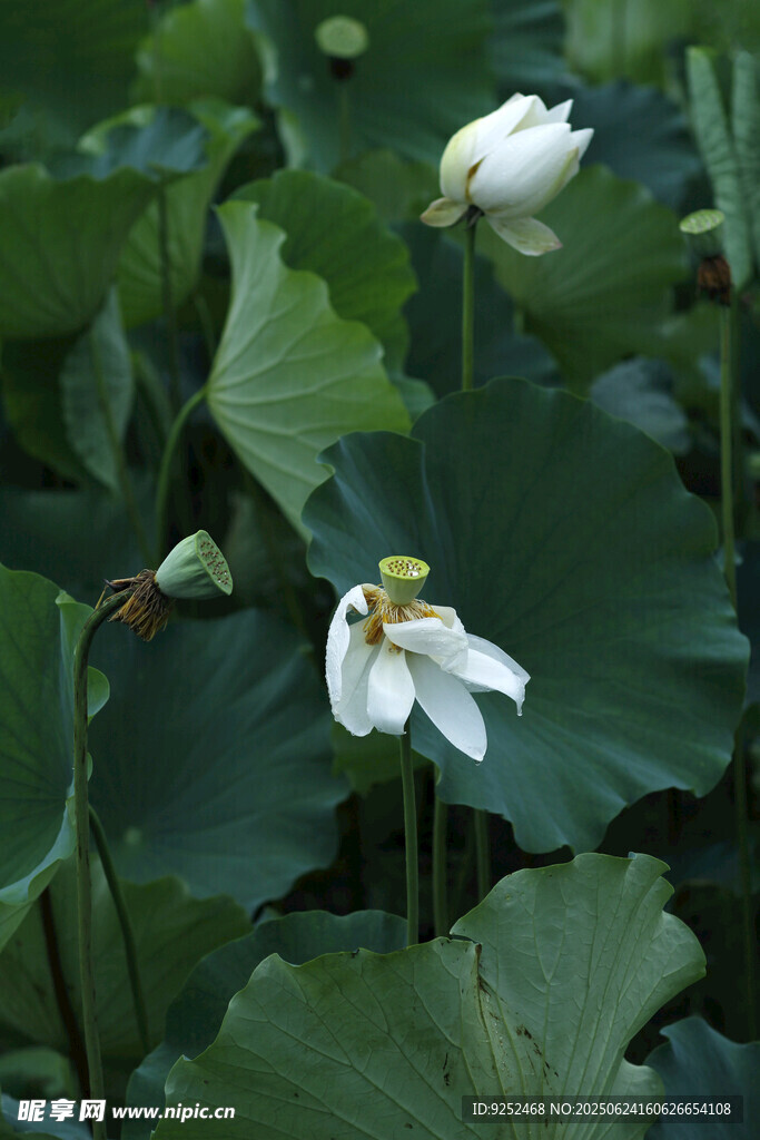  白荷